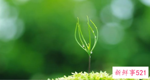 形容生命力顽强的诗句