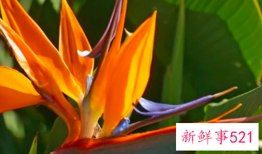 适合居家插的鲜花