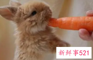 属兔女宝宝取名大全