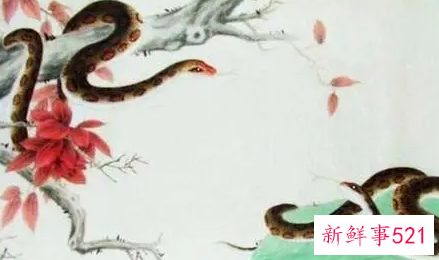 属蛇男人喜欢什么样的女人