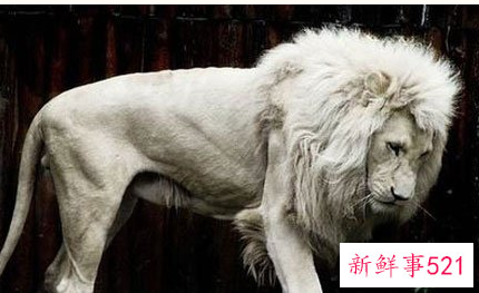 梦见白色狮子是什么意思