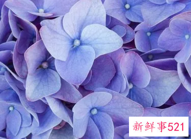 女人梦见花是啥意思