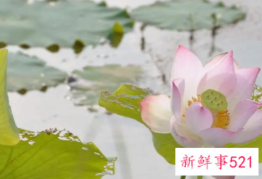 梦见莲花开有什么征兆