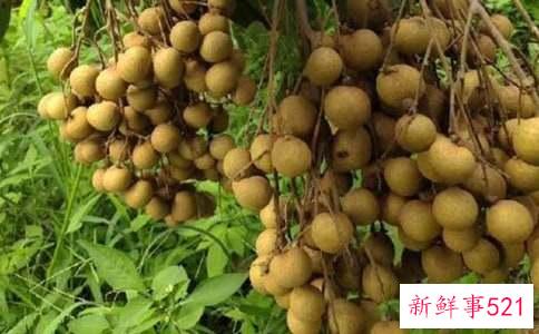 新鲜的龙眼吃了上火吗