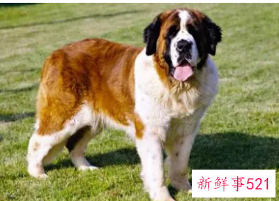 圣伯纳犬体味程度
