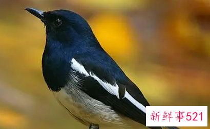 梦见一群喜鹊什么意思