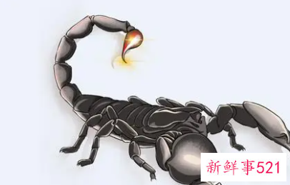 梦见蝎子的意思