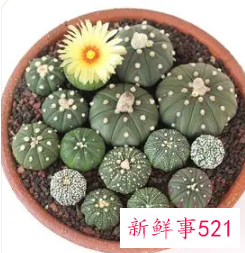 星兜的养殖方法和注意事项