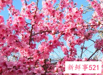 黄金桃花的寓意