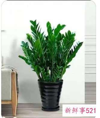 电视墙旁边摆什么花好风水