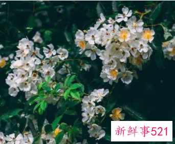 越相处越让人着迷的星座女