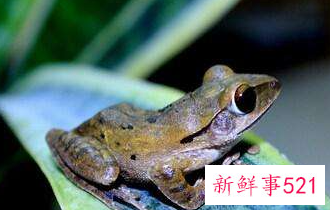 梦到了青蛙是什么征兆