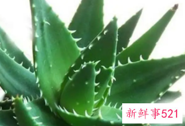 生吃芦荟有什么好处