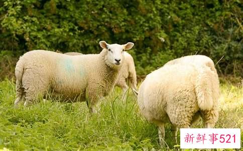 梦见绵羊是什么先兆