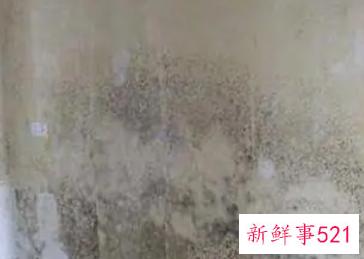 房间墙壁发霉对身体有害吗