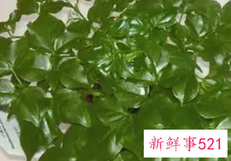 富贵树叶子突然干了如何补救