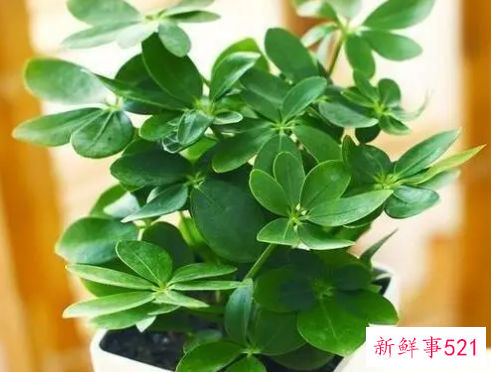 十二生肖最旺财的植物