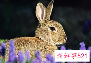 属兔取什么网名财运好女