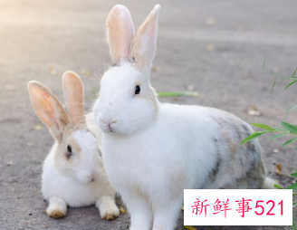 属兔带什么挂件能招财