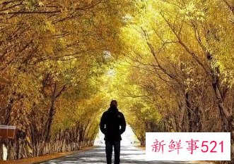 余生不再打扰的网名