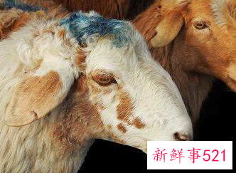 生肖羊客厅挂什么画