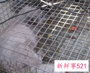 中午可以放生吗