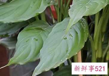 万年青下垂可以恢复吗