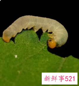 梦见满地的虫子是什么意思