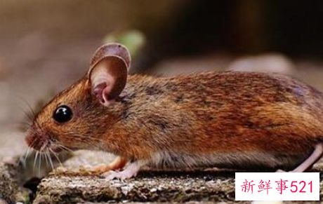 梦见死老鼠死耗子什么寓意