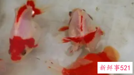 梦见金鱼生小鱼什么意思