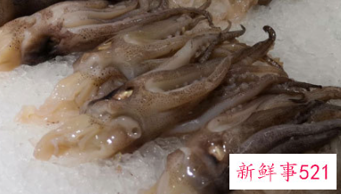 墨鱼和鱿鱼的区别