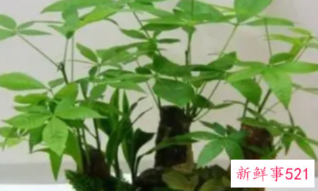 财神位放什么植物好