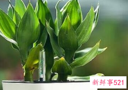 富贵树叶子突然干了如何补救