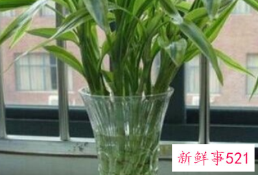 富贵树叶子突然干了如何补救