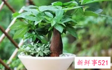 财神位放什么植物好