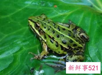 梦见和别人一起捉青蛙吃