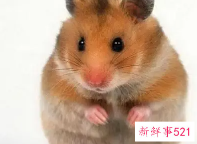 属鼠的贵人有哪些