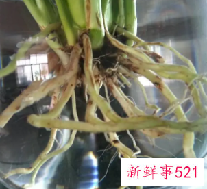 一帆风顺烂根怎么处理