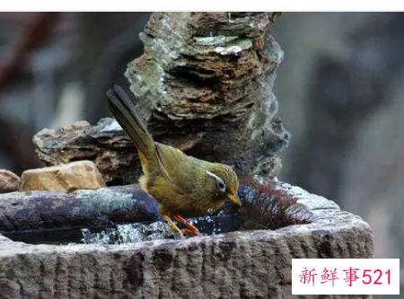 给鸟洗澡用什么