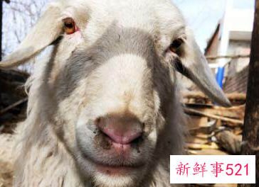 生肖羊客厅挂什么画