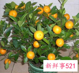 财神位放什么植物好