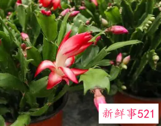 蟹爪兰根部腐烂怎么办