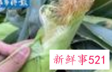 北迁野象自助餐备食现场