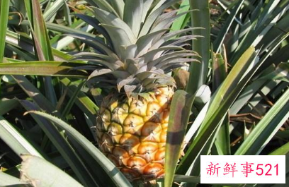菠萝的功效作用和禁忌