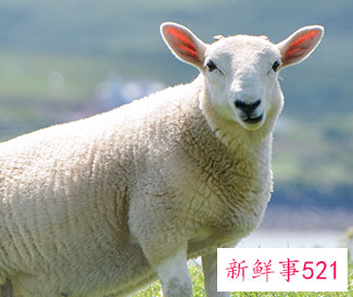 属羊女成为小三的心态