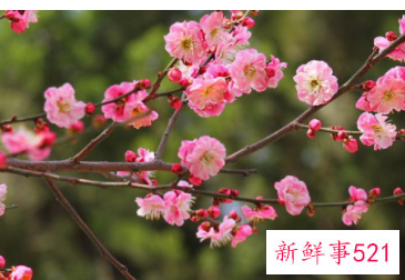 介绍梅花的用途