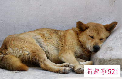 狗趴着睡是什么意思