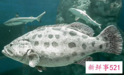 清蒸什么海鱼好吃