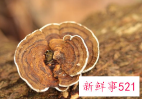 灵芝功效与作用及禁忌症有啥