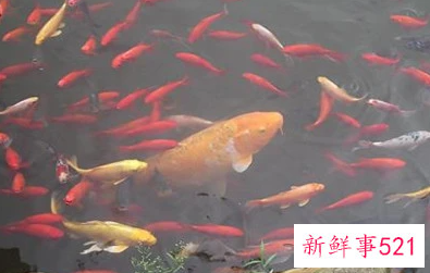 梦见金鱼生小鱼什么意思